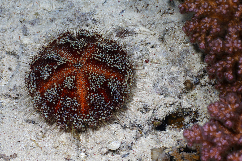 Red Sea Fire Urchin