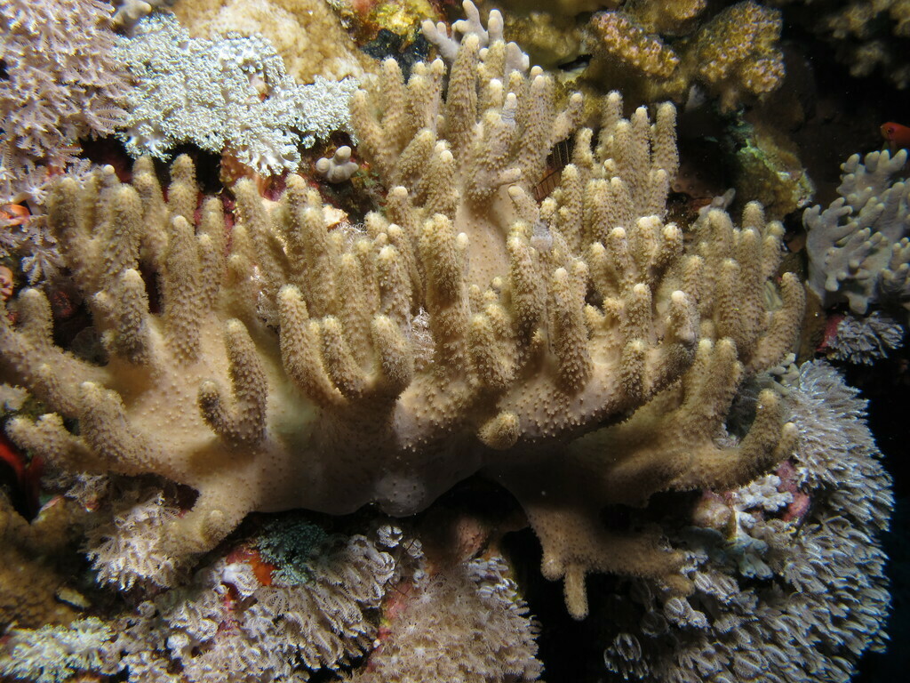 Finger Leather Coral