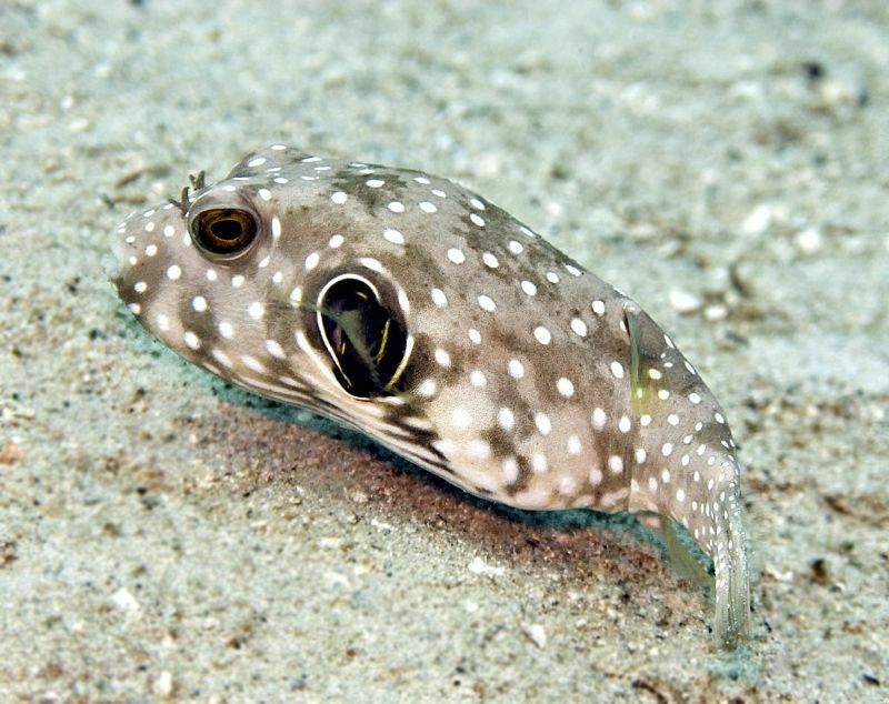 Poisson ballon à épaule noire