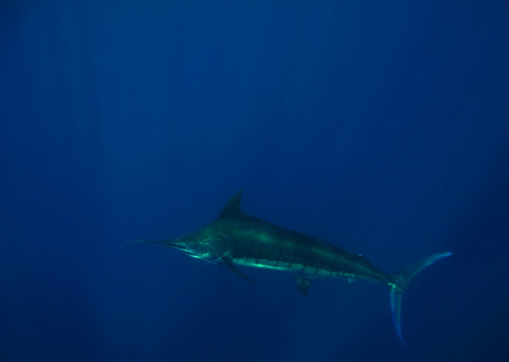 Blue Marlin