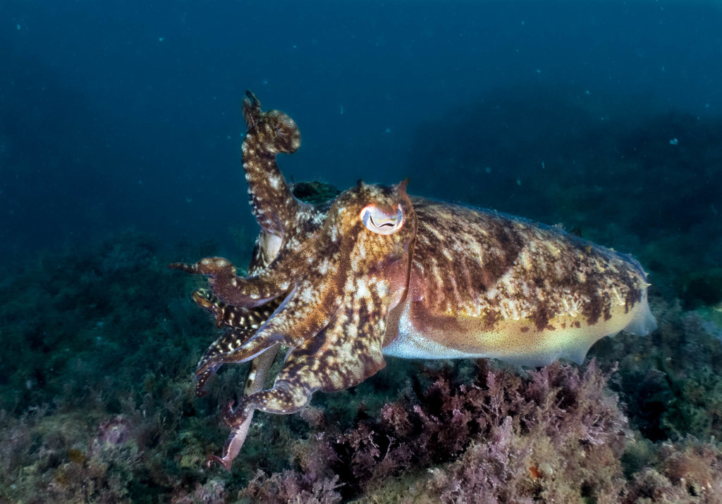 European Common Cuttlefish