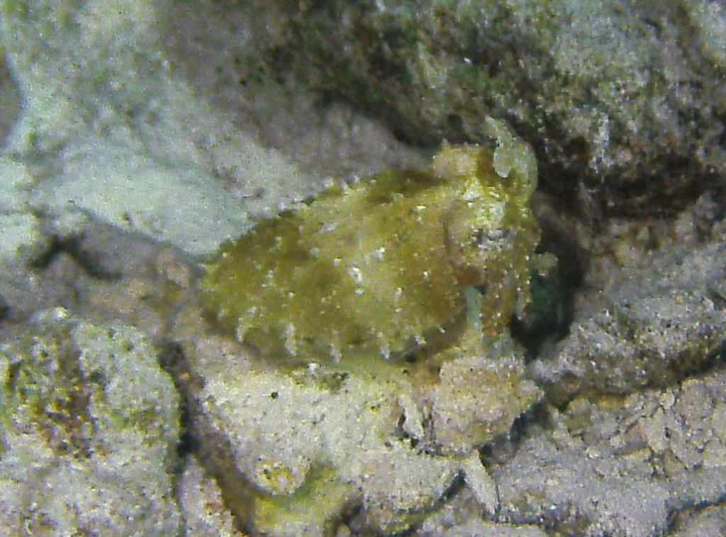 Seiche à capuchon