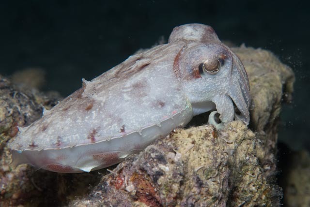 Hooded Cuttlefish