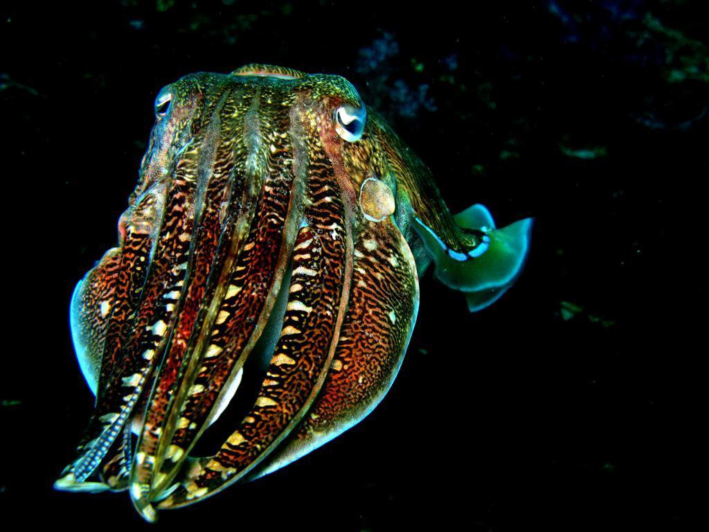 Seiche à capuchon