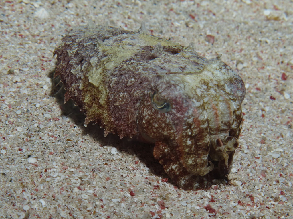 Seiche à capuchon
