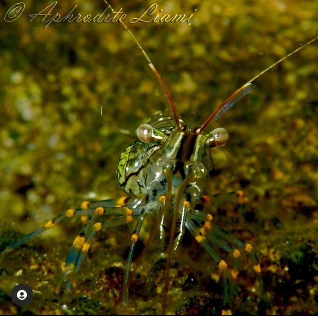 Rockpool Prawn