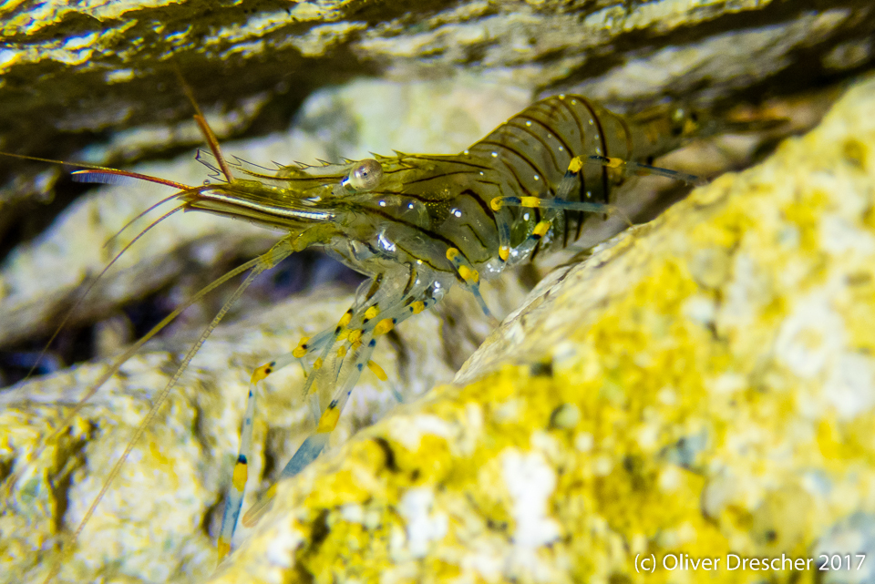 Rockpool Prawn