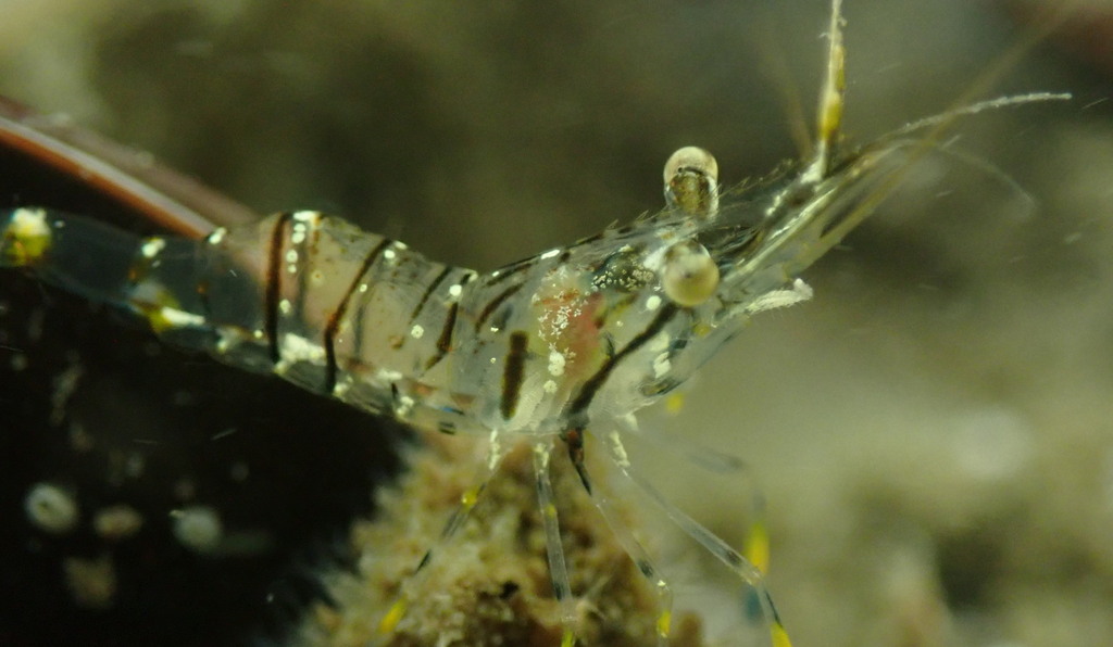 Rockpool Prawn