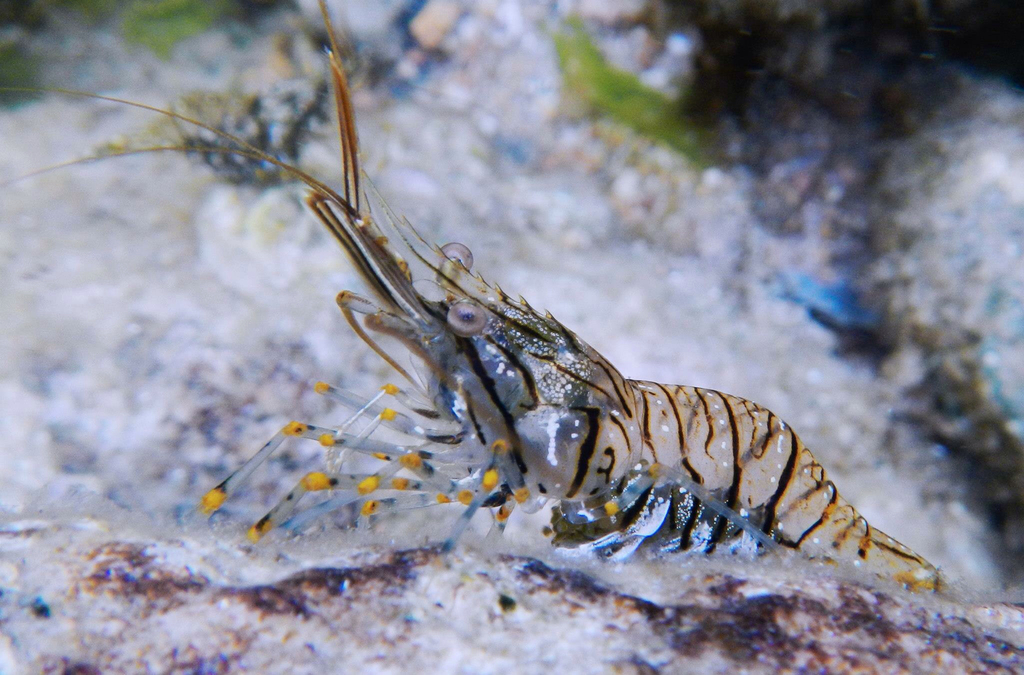 Rockpool Prawn