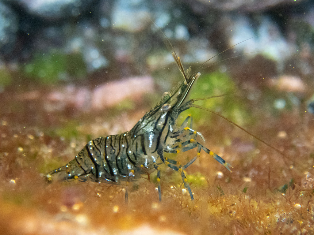 Rockpool Prawn