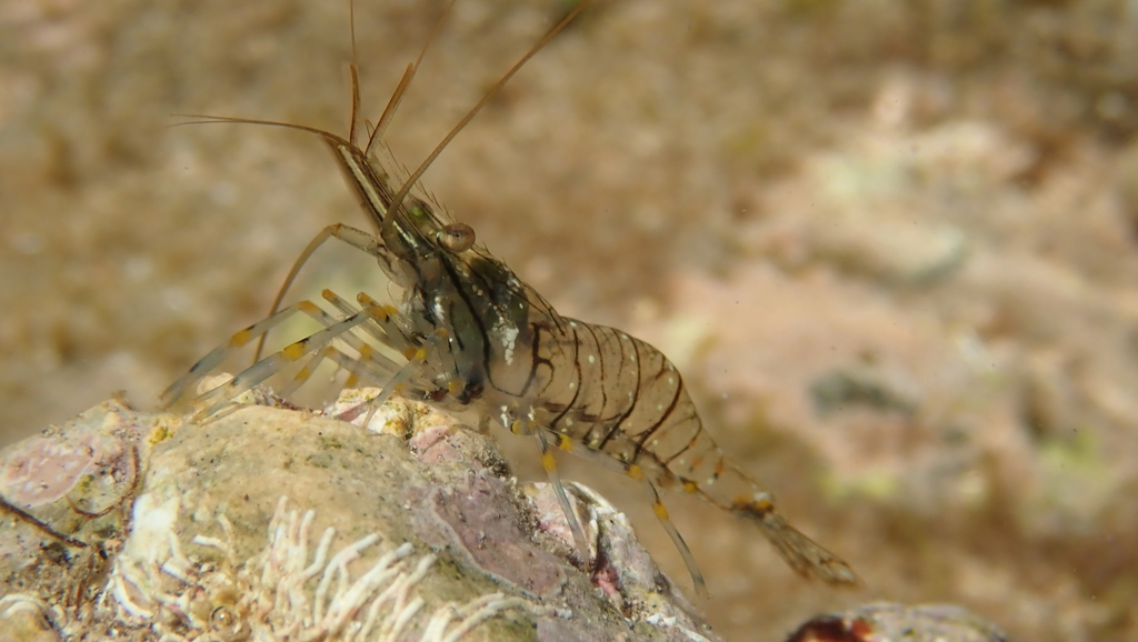 Rockpool Prawn