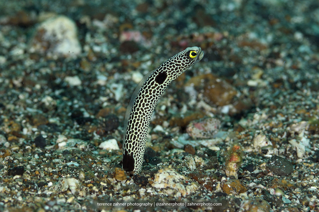 Spotted Garden Eel
