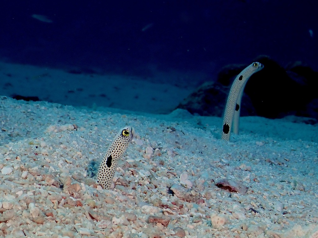 Spotted Garden Eel