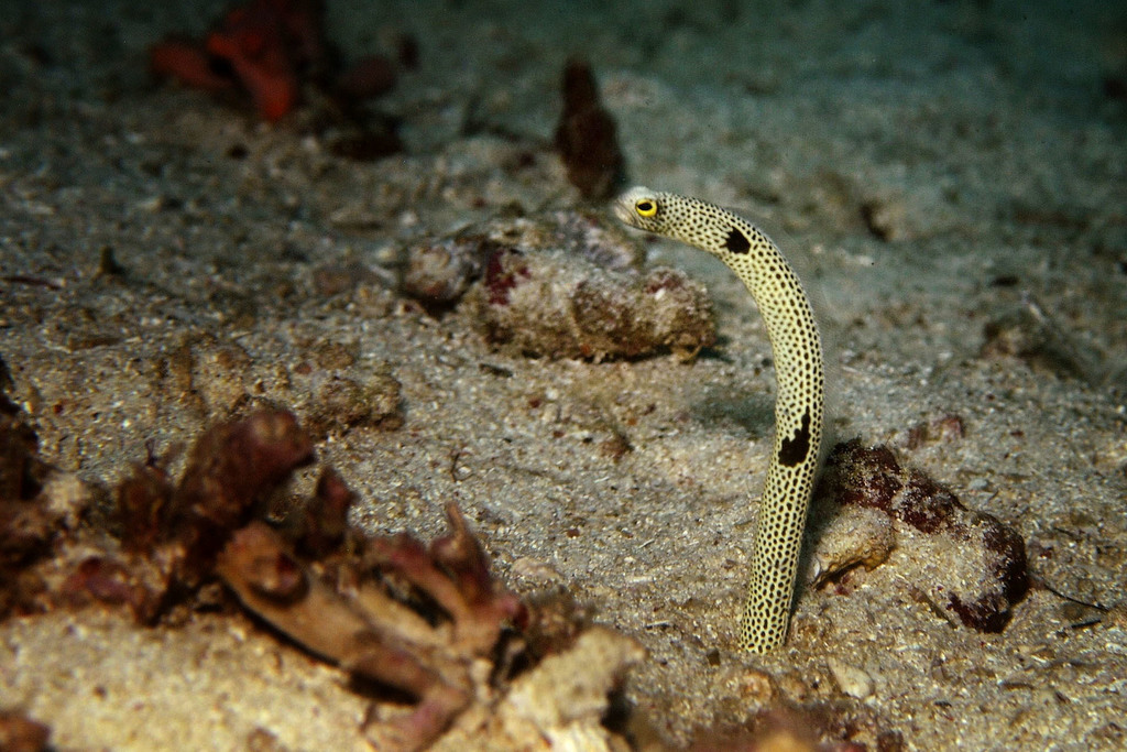 Spotted Garden Eel