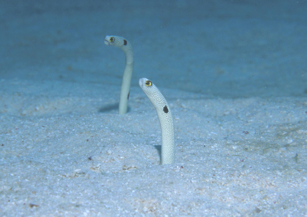 Spotted Garden Eel
