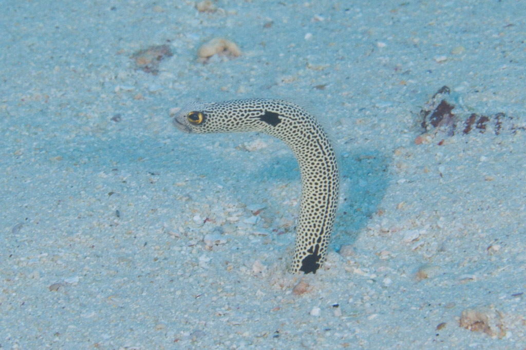 Spotted Garden Eel