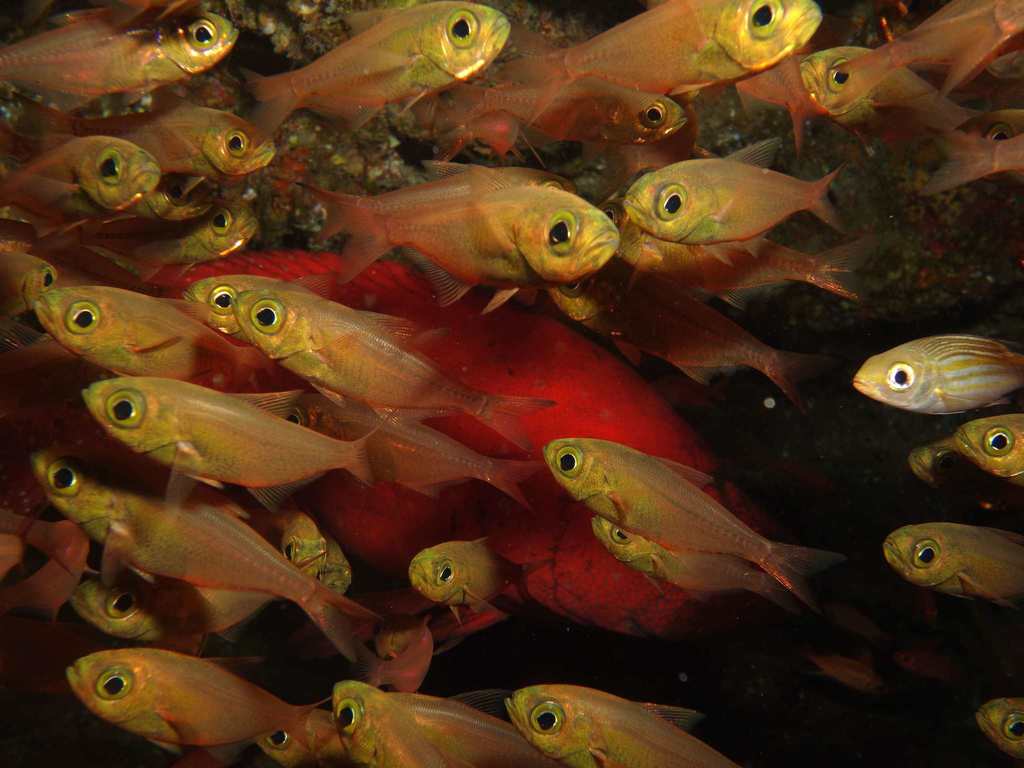Poisson-hachette nain