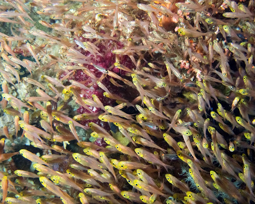 Poisson-hachette nain