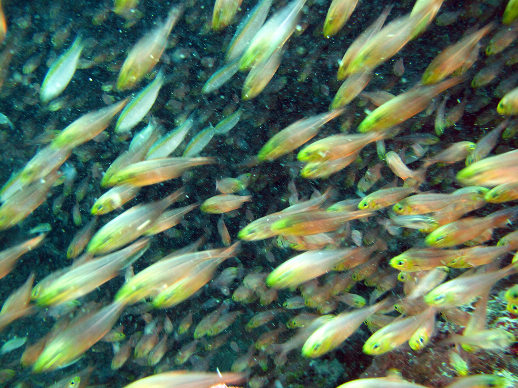 Poisson-hachette nain