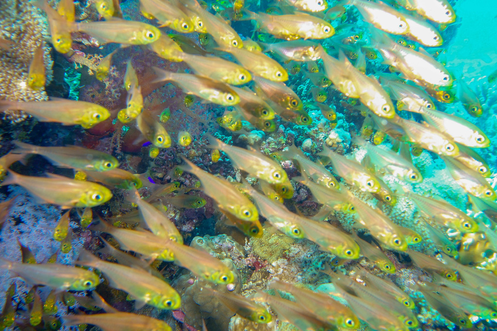 Poisson-hachette nain