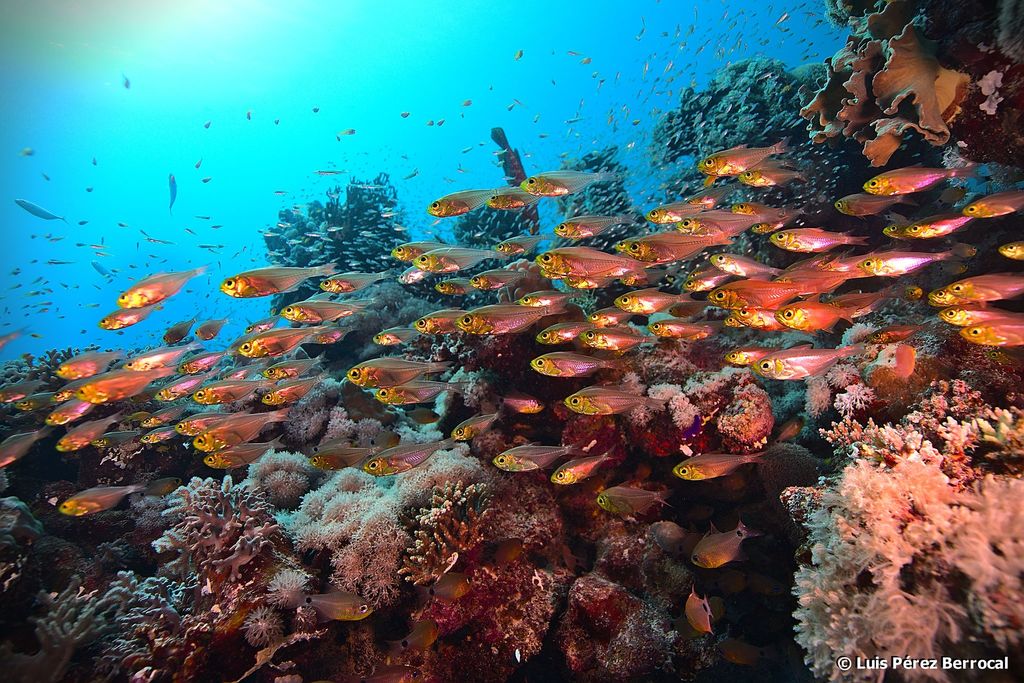 Poisson-hachette nain