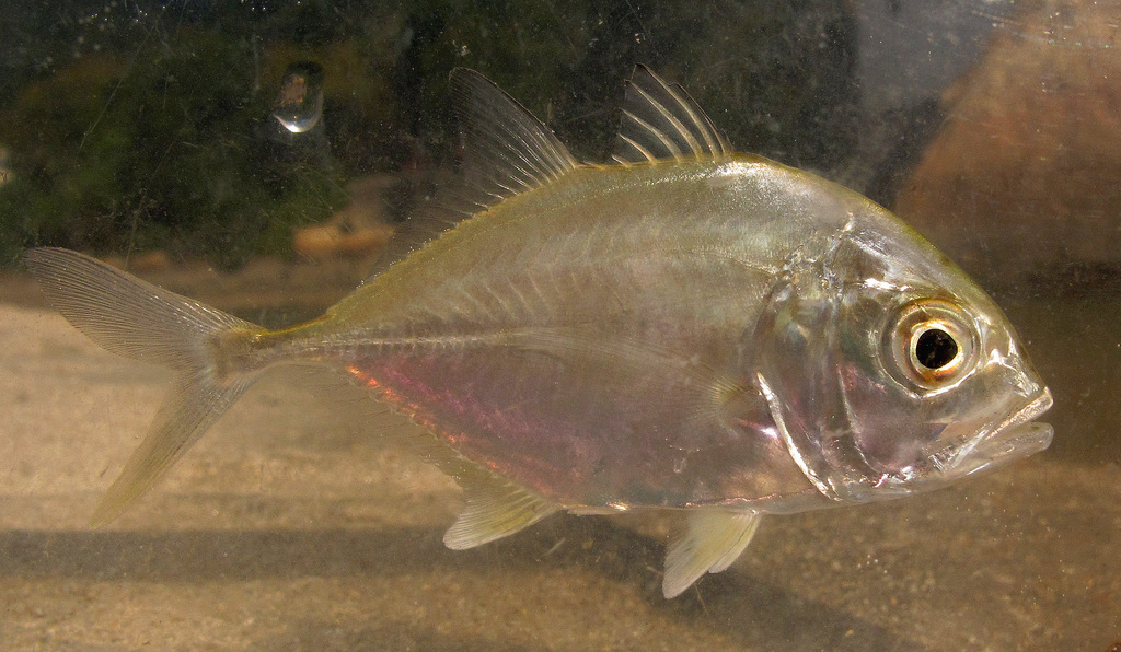 Carangue à grosse tête