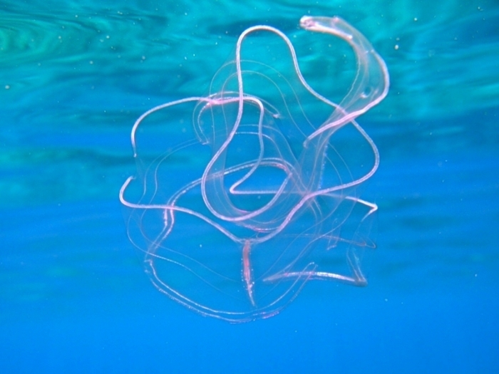 Ceinture de Vénus