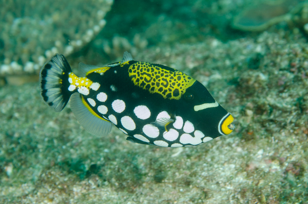 Clown Triggerfish