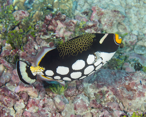 Clown Triggerfish