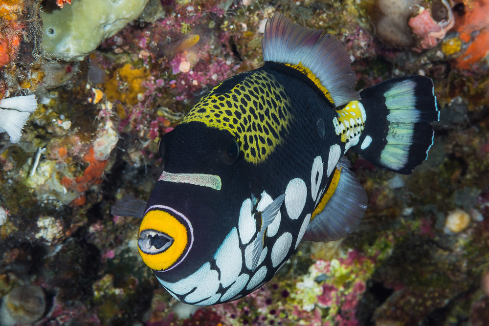 Clown Triggerfish