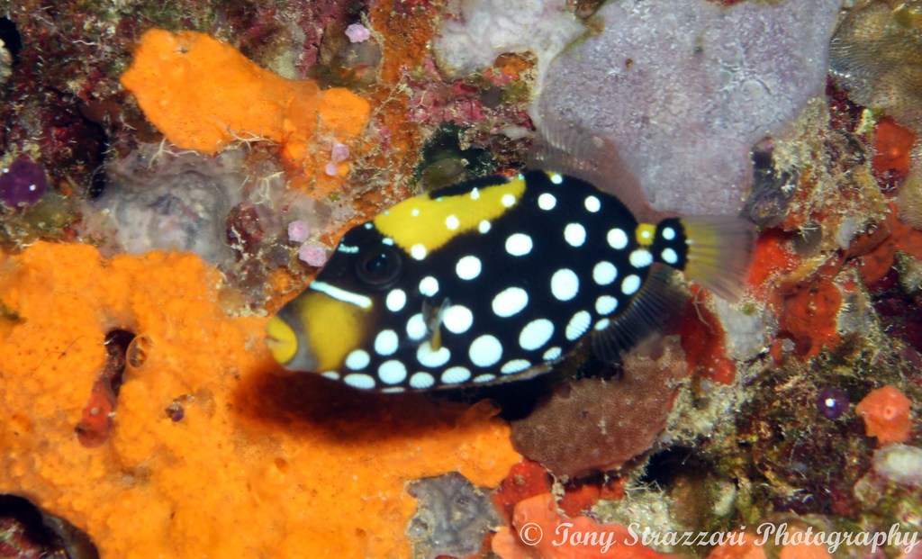 Clown Triggerfish
