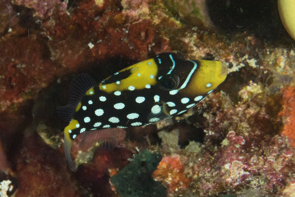 Clown Triggerfish