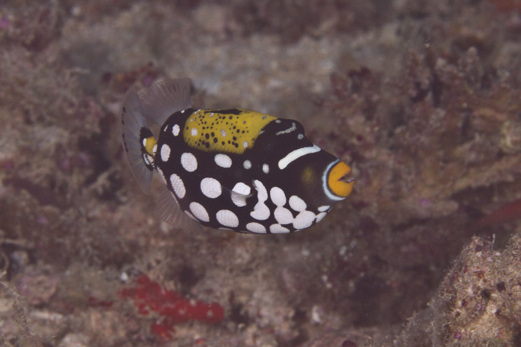 Clown Triggerfish