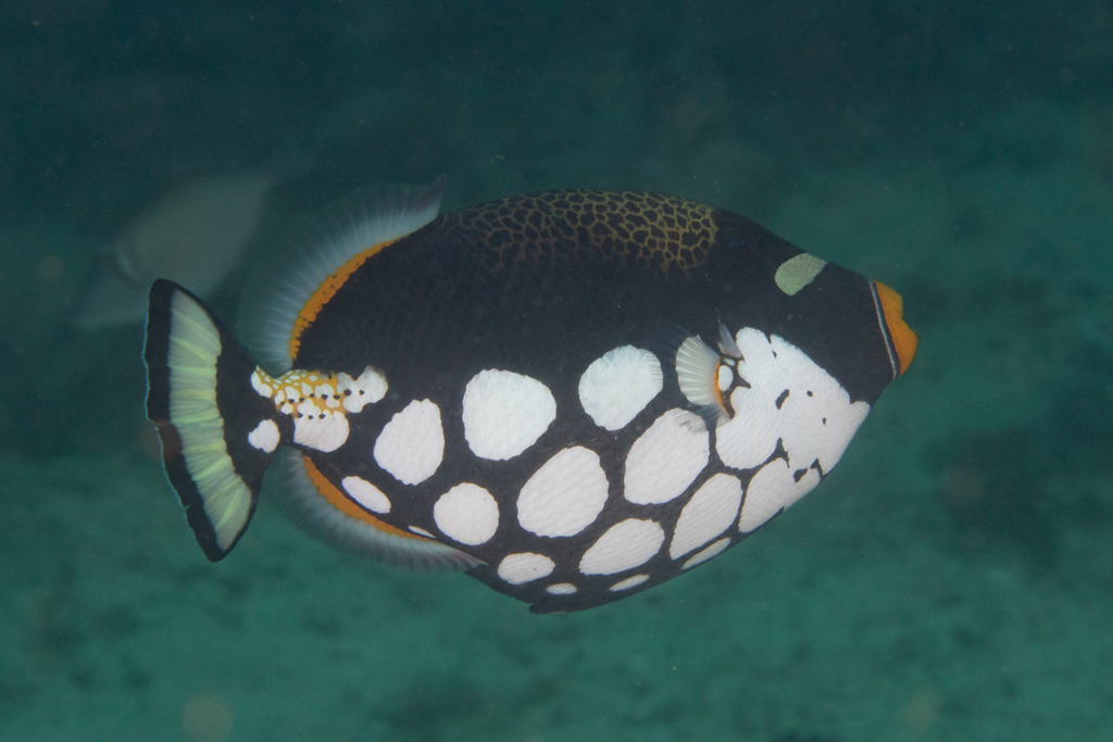 Clown Triggerfish
