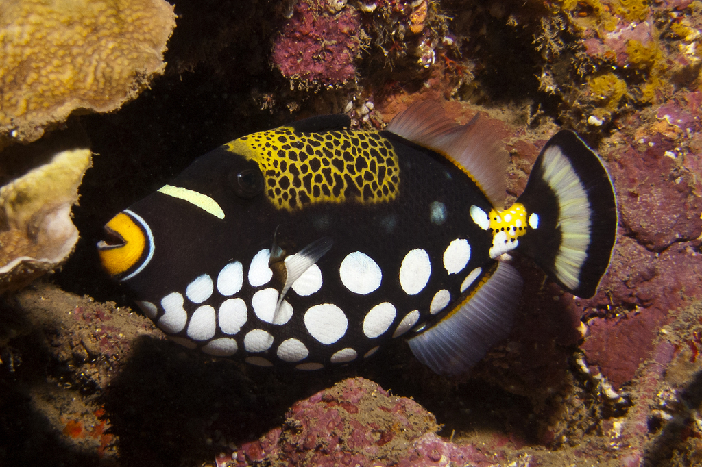 Clown Triggerfish
