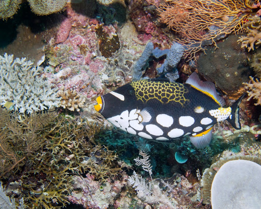 Clown Triggerfish