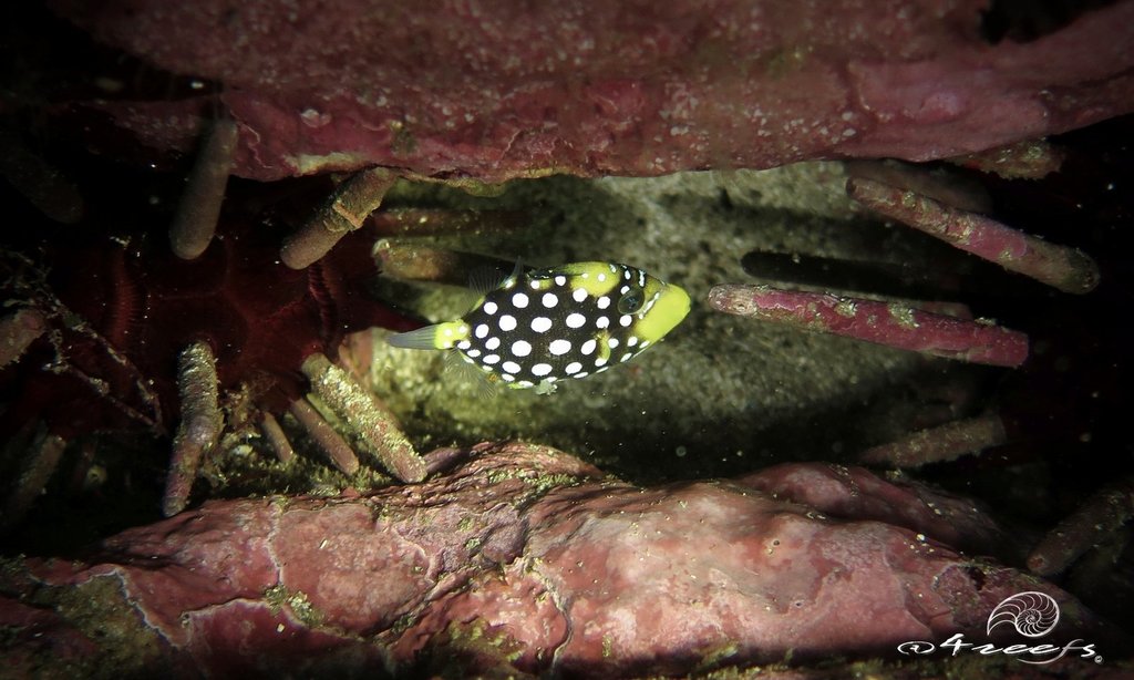 Clown Triggerfish
