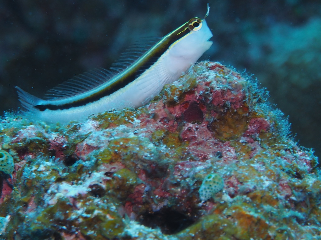 Lined Combtooth Blenny