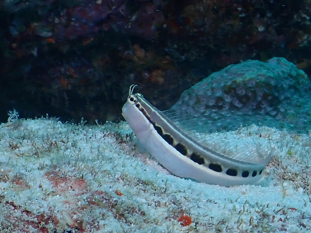 Lined Combtooth Blenny