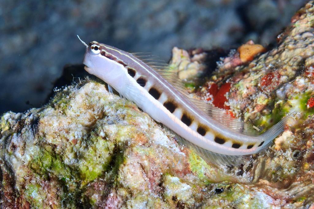 Lined Combtooth Blenny