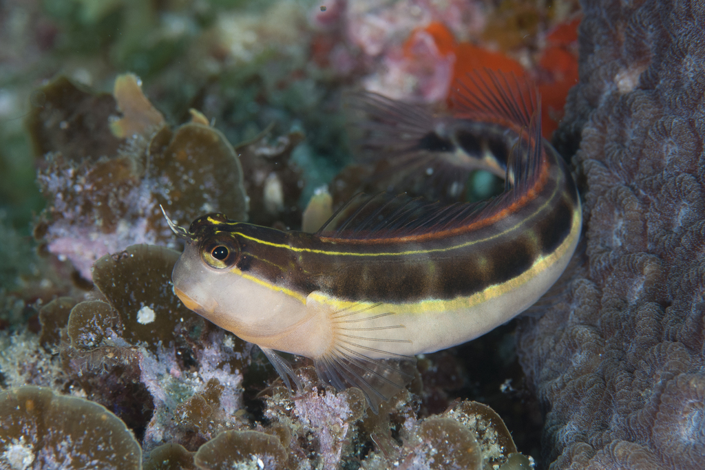 Lined Combtooth Blenny