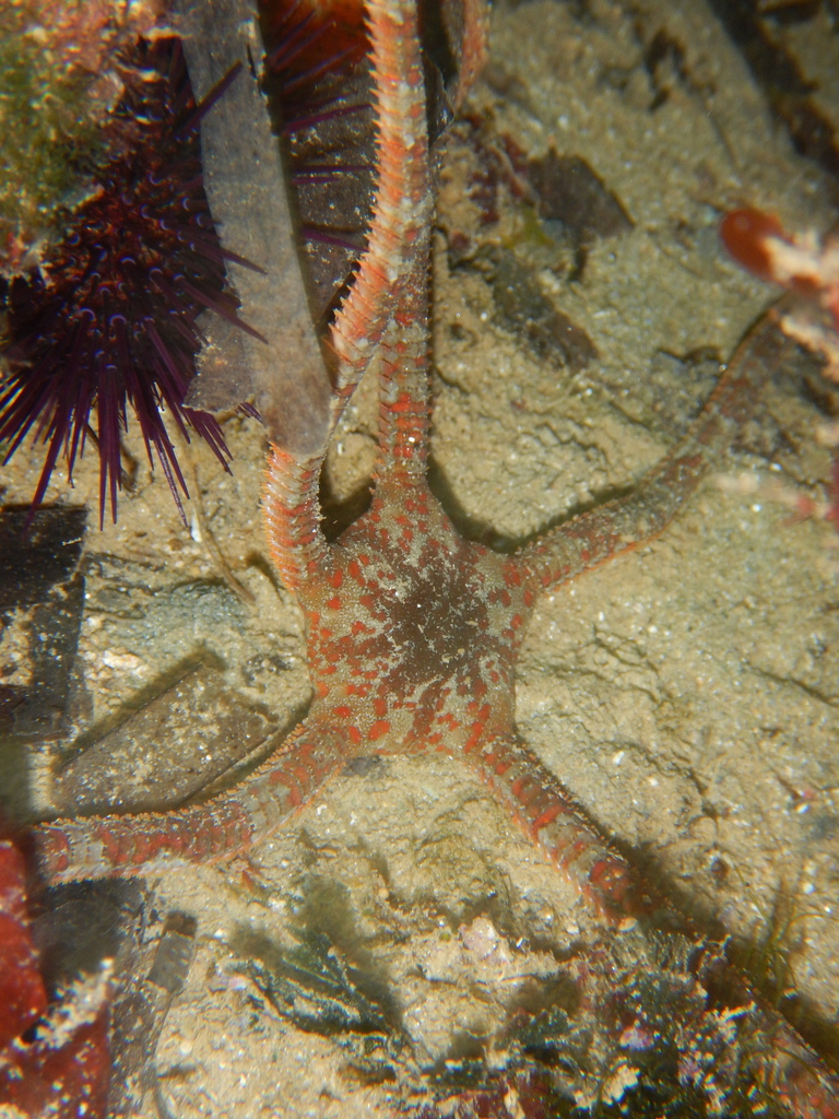 Brown Brittle Star