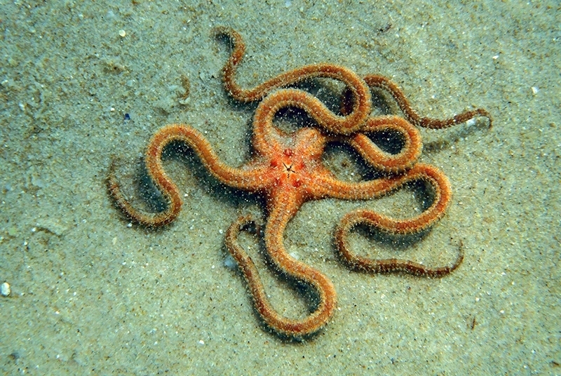 Brown Brittle Star