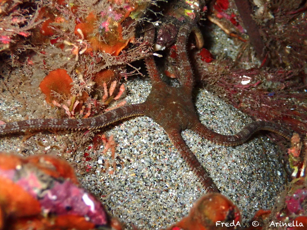 Brown Brittle Star