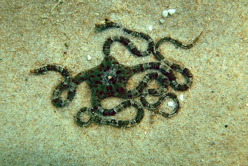 Brown Brittle Star