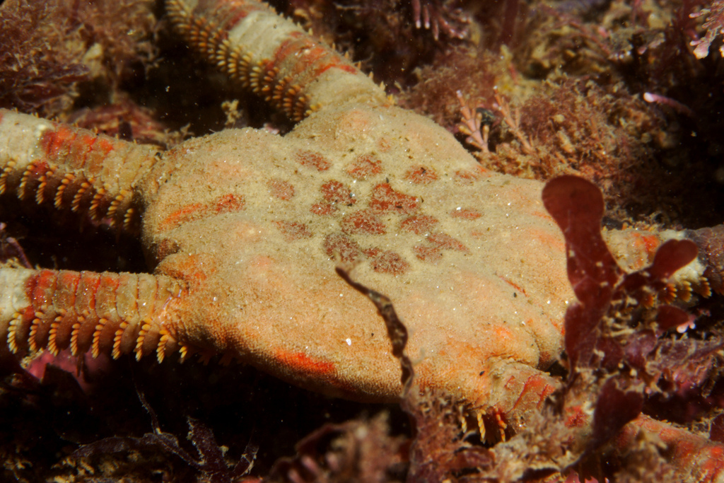 Brown Brittle Star