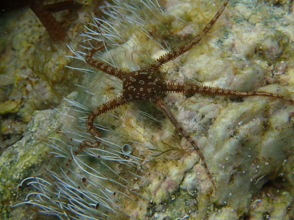 Brown Brittle Star