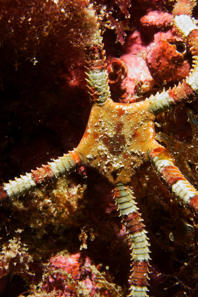Brown Brittle Star