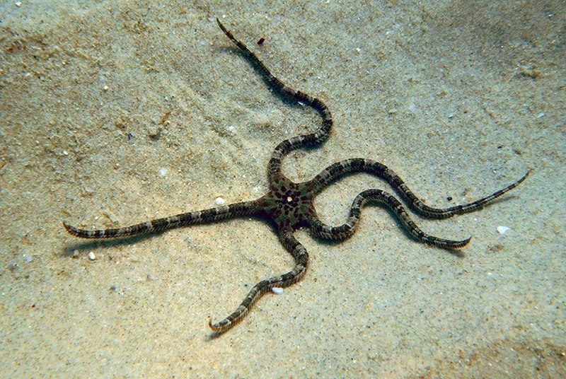 Brown Brittle Star