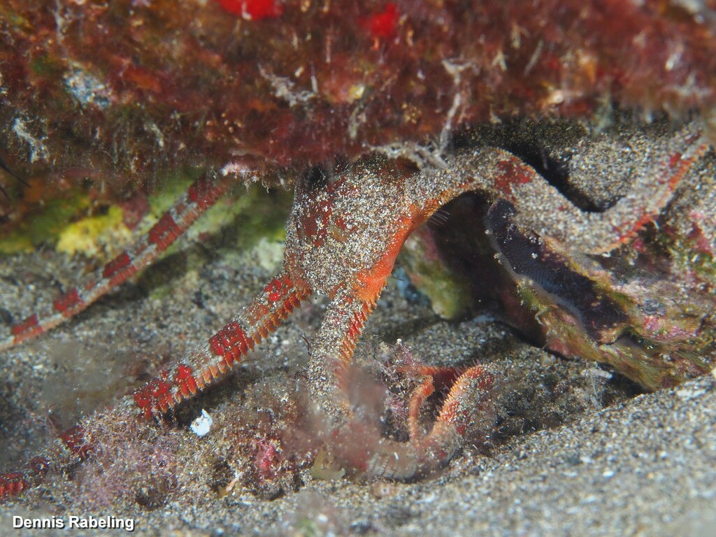 Brown Brittle Star